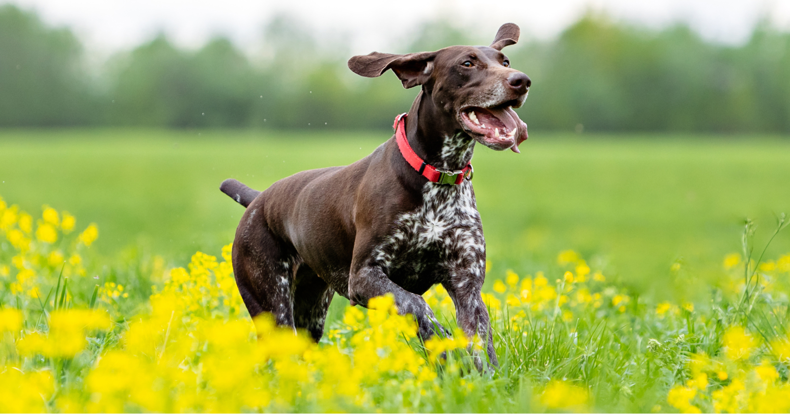 Common Herbal Preparations for Dogs