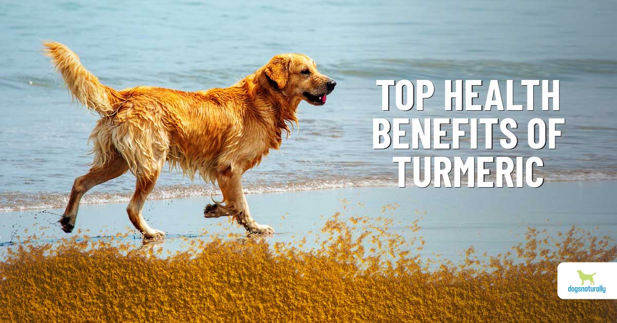 Turmeric For Dogs: 5 Health Benefits You Didn’t Know